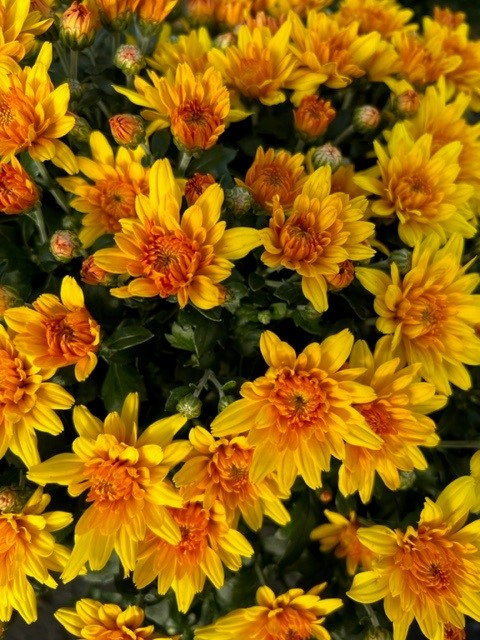 Vibrant flowers in flower nursery in Kitchener.